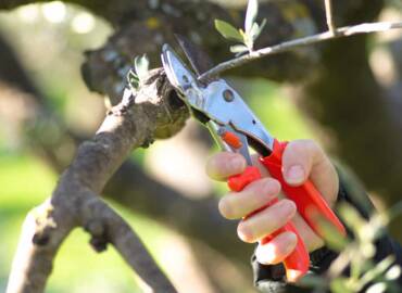 Pruning Your Olive Tree