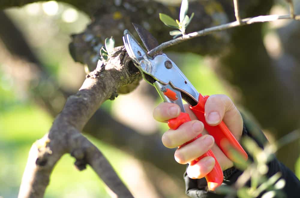 Pruning Your Olive Tree